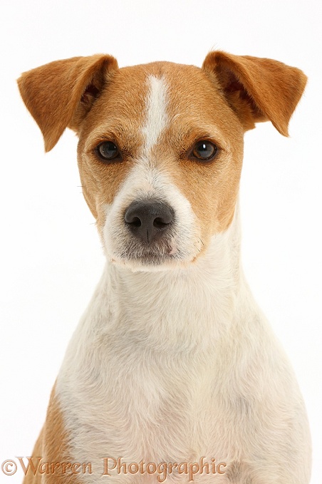 Jack Russell Terrier, Bobby, white background