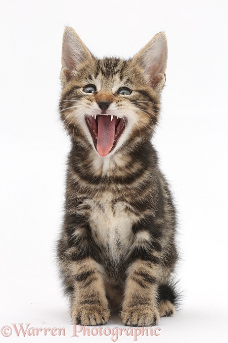 Tabby kitten, Picasso, 7 weeks old, yawning, white background