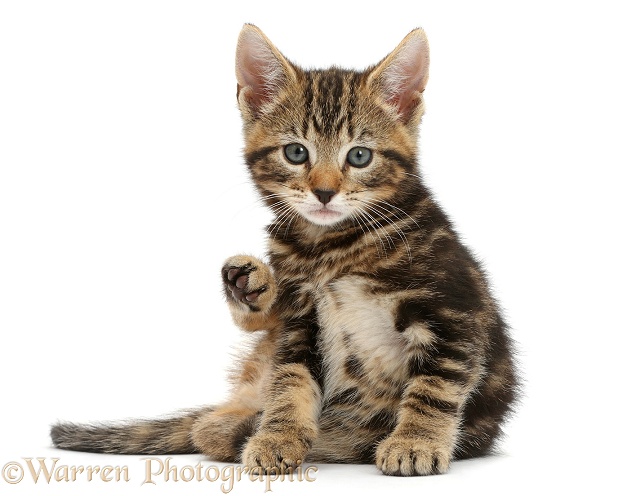 Tabby kitten, Picasso, 7 weeks old, looking up from grooming, white background
