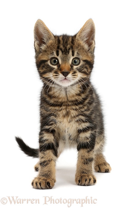 Tabby kitten, Smudge, 7 weeks old, white background