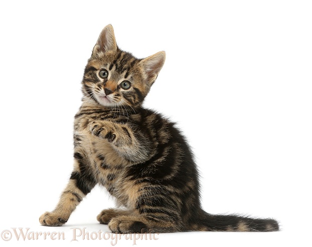 Tabby kitten, Smudge, 7 weeks old, with raised paw, white background