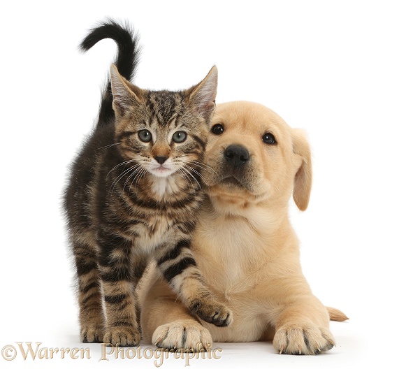 Tabby kitten, Picasso, 9 weeks old, with cute Yellow Labrador puppy, 8 weeks old, white background