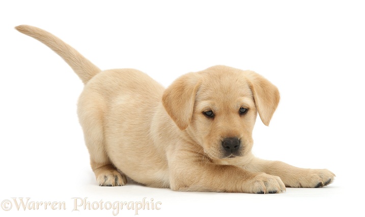 Cute playful Yellow Labrador Retriever puppy, 8 weeks old, in play-bow, white background