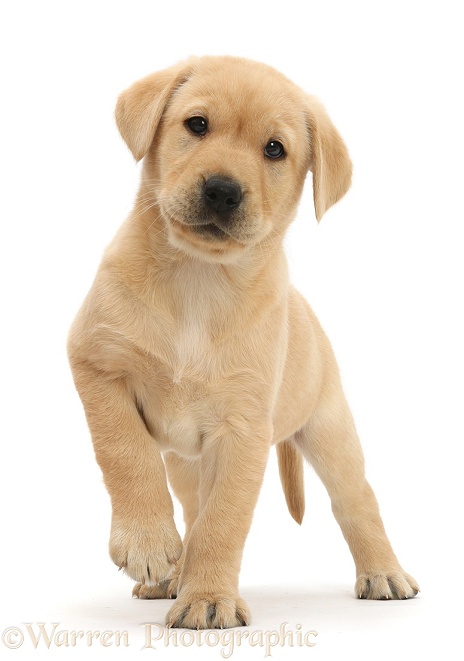 Cute Yellow Labrador Retriever puppy, 8 weeks old, standing with raised paw, white background