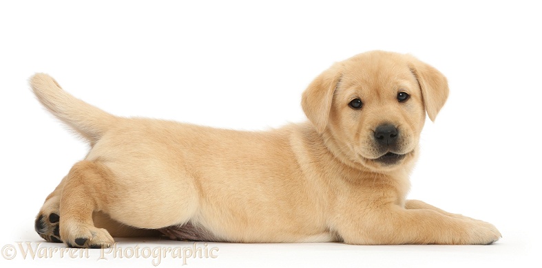 Cute Yellow Labrador Retriever puppy, 8 weeks old, lying stretched out in a playful manner, white background