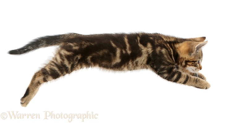 Tabby kitten, Picasso, 10 weeks old, leaping across, white background