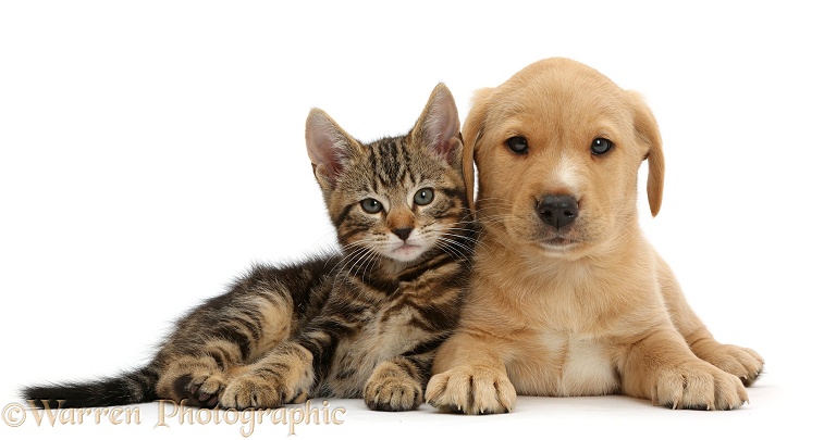 Tabby kitten, Picasso, 9 weeks old, with cute Yellow Labrador puppy, 8 weeks old, white background