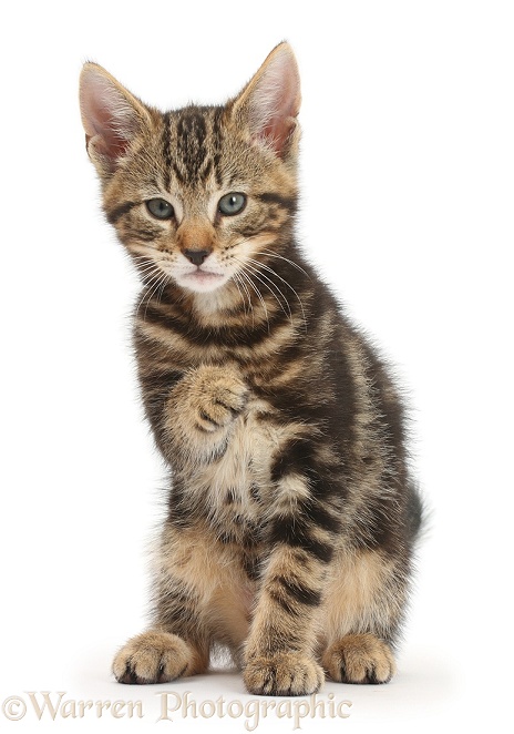 Tabby kitten, Picasso, 9 weeks old, with raised paw, white background