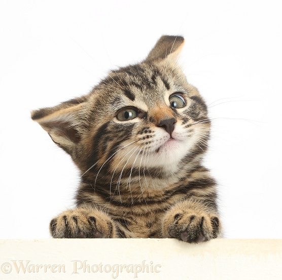 Tabby kitten, Smudge, 8 weeks old, paws over and shaking his head, white background