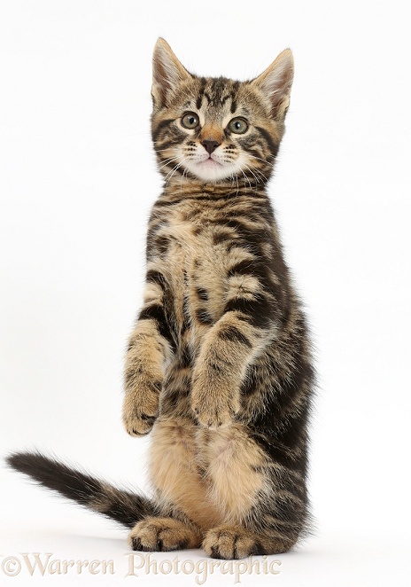 Tabby kitten, Smudge, 9 weeks old, standing up on haunches, white background