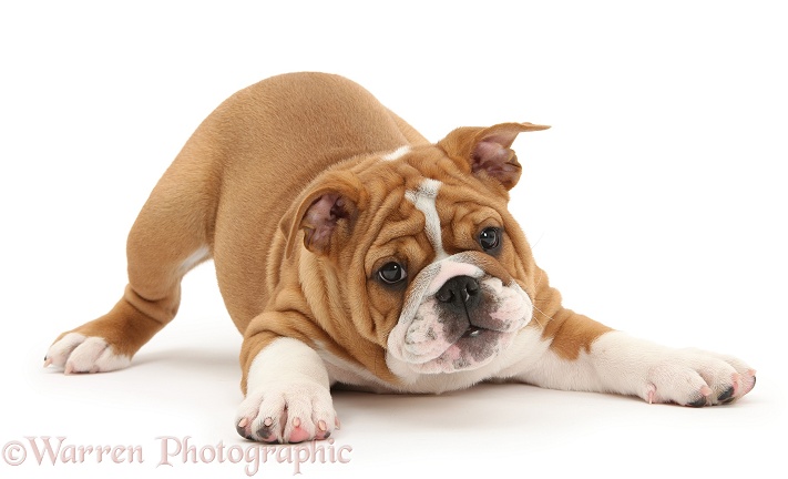 Playful Bulldog pup, 11 weeks old, in play-bow, white background