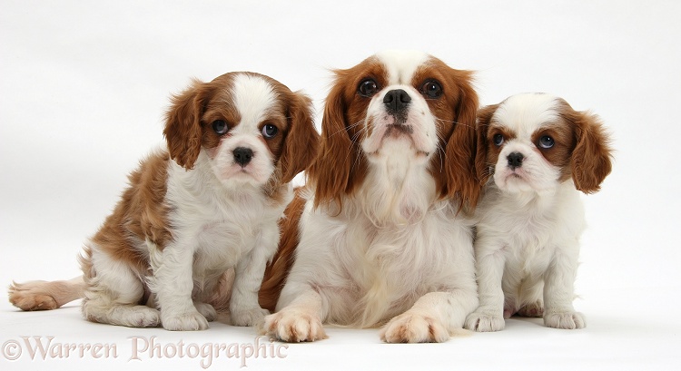Blenheim Cavalier King Charles Spaniel mother and pups, white background