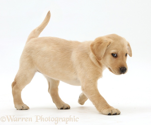 Cute Yellow Labrador Retriever puppy, 8 weeks old, walking across, white background
