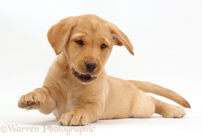 Cute Yellow Labrador Retriever puppy, 9 weeks old, lying stretched out in a playful manner, with one paw raised, white background