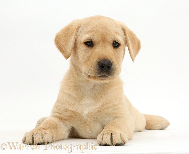 Cute Yellow Labrador Retriever puppy, 8 weeks old, lying with head up, white background