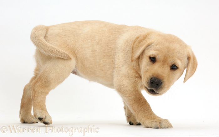 Playful Yellow Labrador Retriever puppy, 8 weeks old, white background