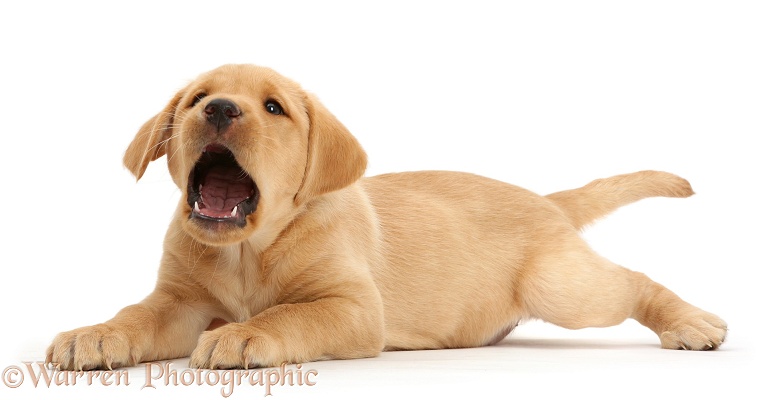 Cute Yellow Labrador Retriever puppy, 9 weeks old, playfully barking, white background