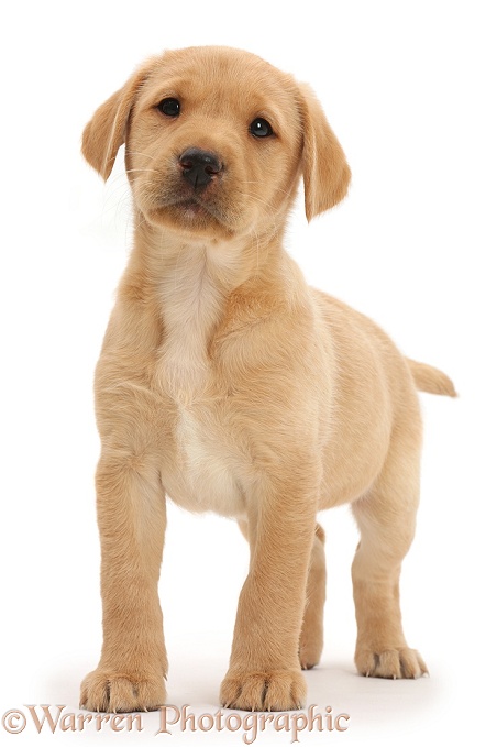 Cute Yellow Labrador Retriever puppy, 8 weeks old, standing, white background