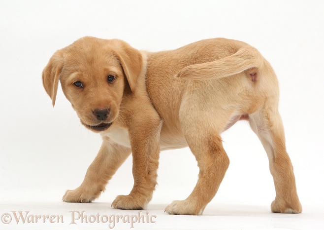Playful Yellow Labrador Retriever puppy, 8 weeks old, white background