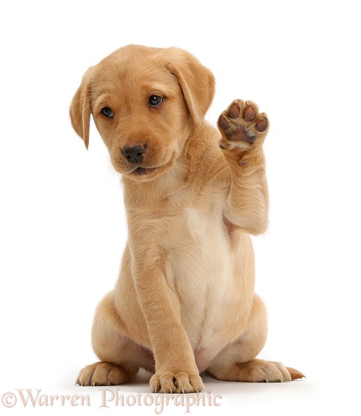 Cute Yellow Labrador Retriever puppy, 8 weeks old, sitting with raised paw waving, white background