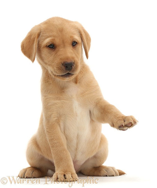 Cute Yellow Labrador Retriever puppy, 8 weeks old, sitting with raised paw, white background