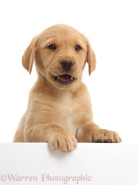 Cute Yellow Labrador puppy, 8 weeks old, with paws up, white background