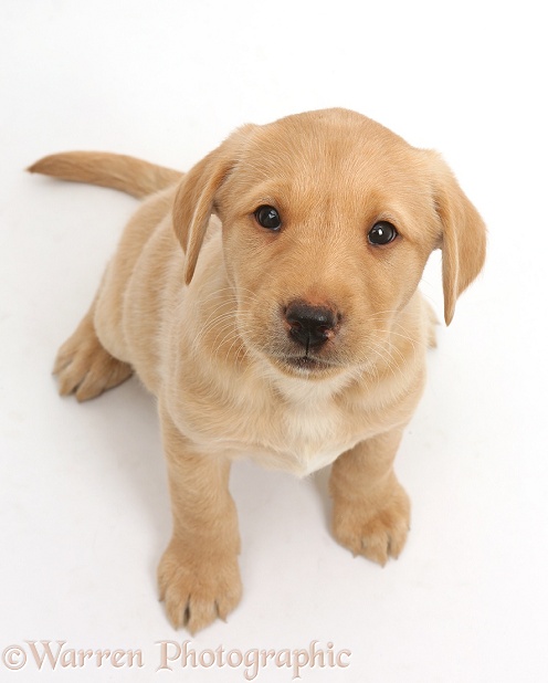 Cute Yellow Labrador puppy, 8 weeks old, sitting and looking up, white background