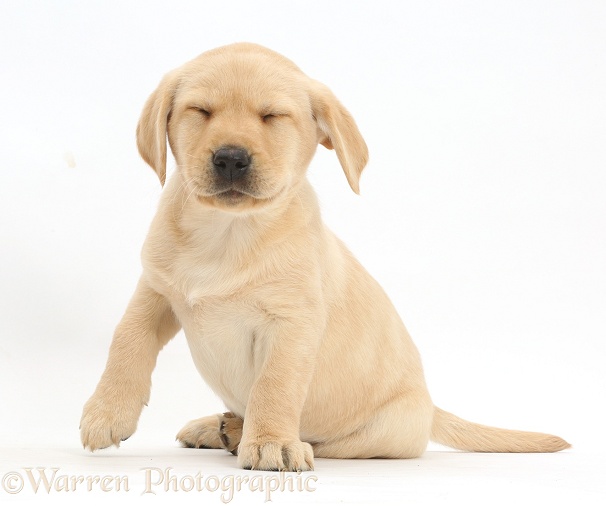 Yellow Labrador Retriever puppy, 9 weeks old, sitting with eyes closed, white background