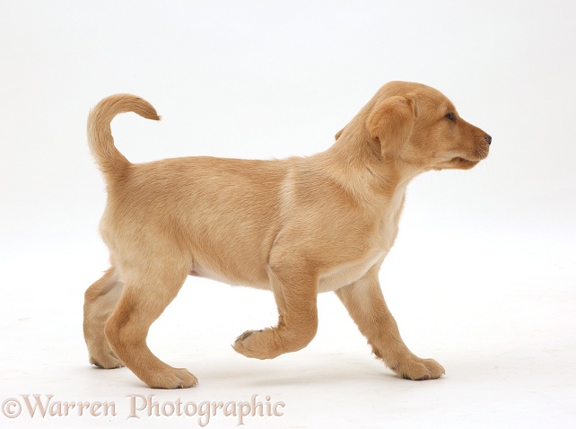 Cute Yellow Labrador Retriever puppy, 8 weeks old, walking across, white background