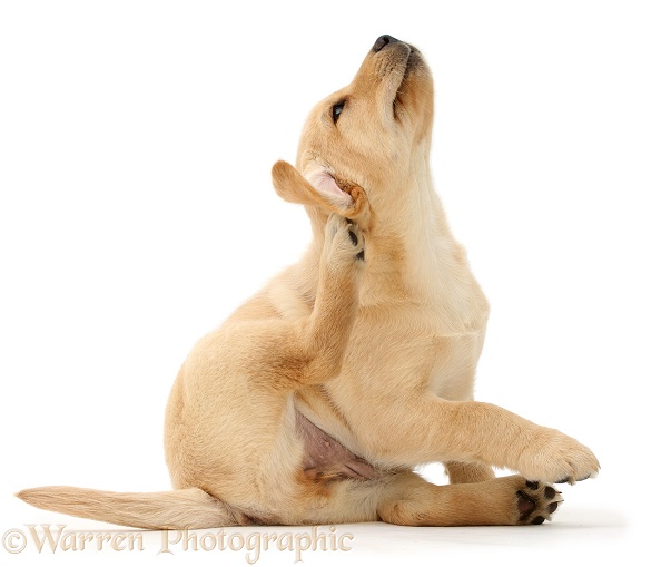 Cute Yellow Labrador Retriever puppy, 9 weeks old, scratching an ear, white background