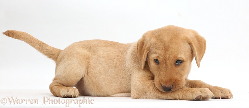 Cute Yellow Labrador Retriever puppy, 9 weeks old, lying with head up, white background