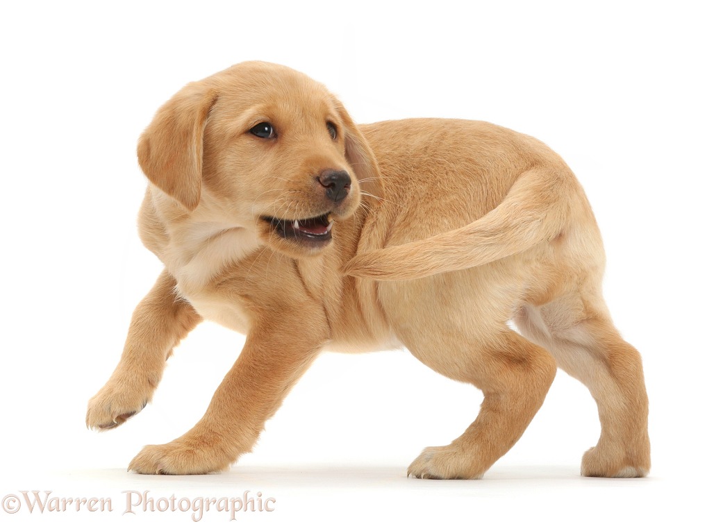 Playful Yellow Labrador Retriever puppy, 9 weeks old, turning to chase tail, white background