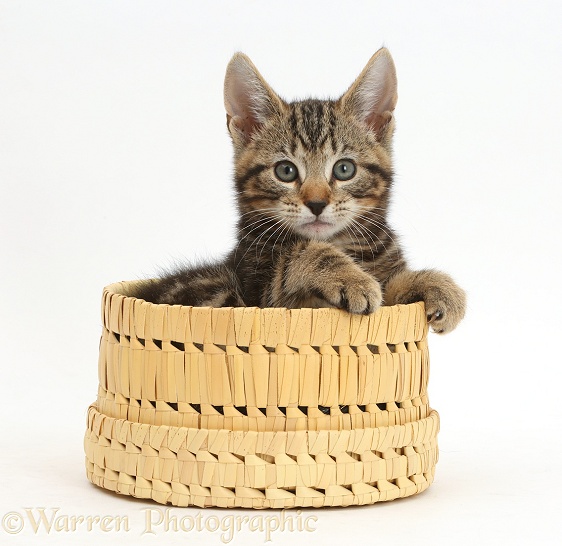 Tabby kitten, Picasso, 10 weeks old in a wicker basket, white background