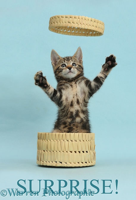 Surprise! - tabby kitten, Picasso, 10 weeks old, bursting out of a wicker basket