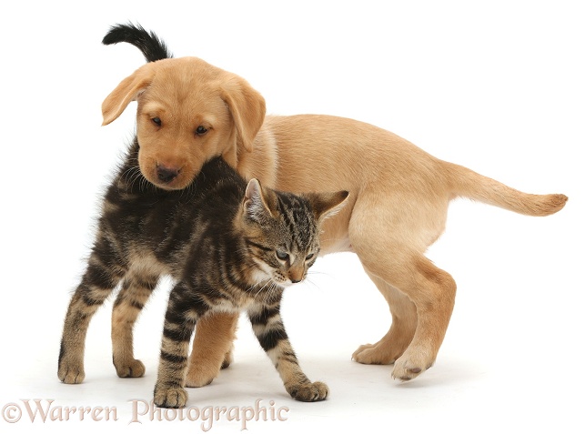 Tabby kitten, Picasso, 10 weeks old, with Yellow Labrador puppy, 9 weeks old, white background