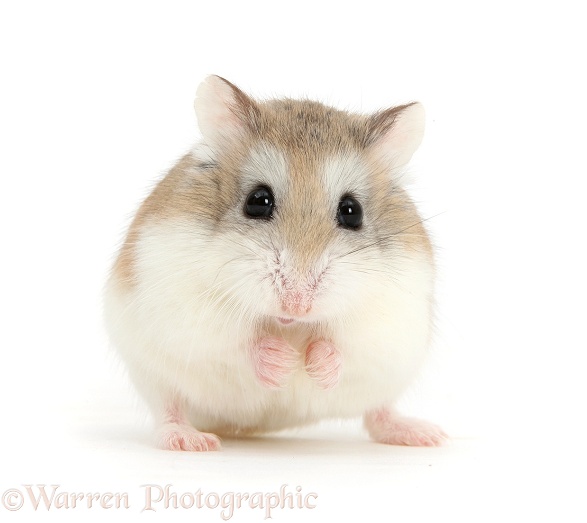 Roborovski Hamster (Phodopus roborovskii) pretending to be a tennis ball with ears, white background
