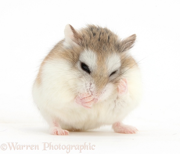 Roborovski Hamster (Phodopus roborovskii) grooming, white background