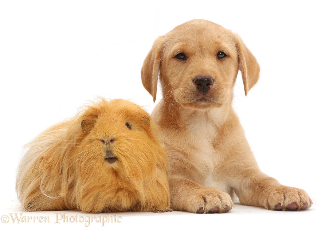 Yellow Labrador Retriever puppy and ginger Guinea pig, white background