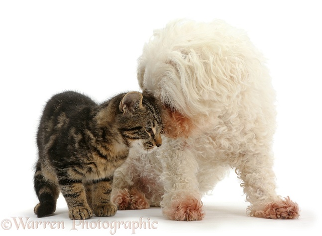 Tabby kitten, Smudge, 3 months old, face-to-face with Bichon Frise, Poppy, white background