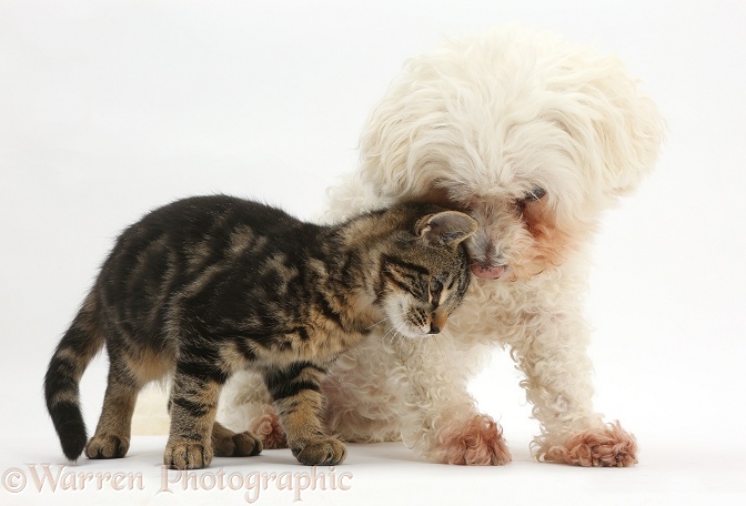 Tabby kitten, Smudge, 3 months old, face-to-face with Bichon Frise, Poppy, white background