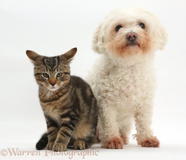 Tabby kitten, Picasso, 3 months old, and Bichon Frise, Poppy, white background