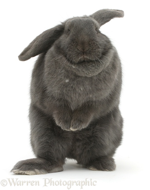 Blue grey lop rabbit standing up in a comical fashion, white background