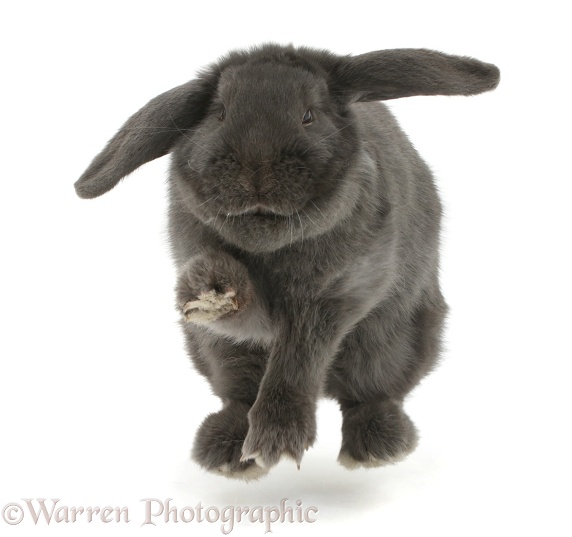 Blue grey lop rabbit jumping up on the spot, white background
