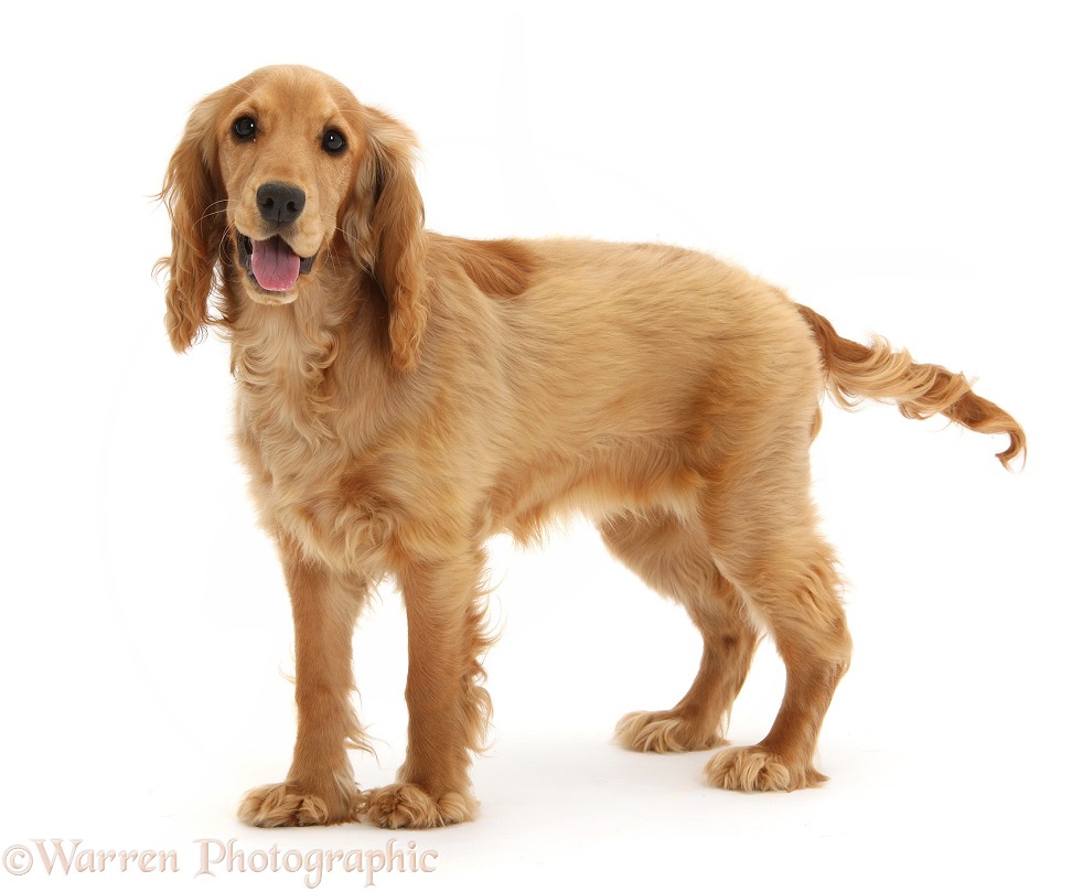 Golden Cocker Spaniel, Sadie, 6 months old, standing, white background