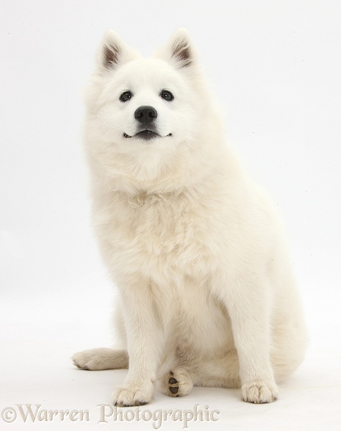 White Japanese Spitz dog, Sushi, 6 months old, white background