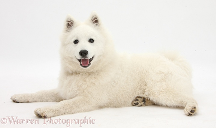 White Japanese Spitz dog, Sushi, 6 months old, white background