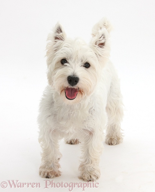 West Highland White Terrier, Betty, standing, white background