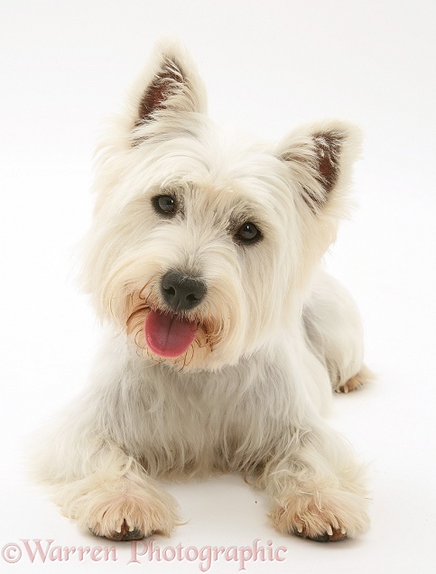 West Highland White Terrier lying with head up, white background