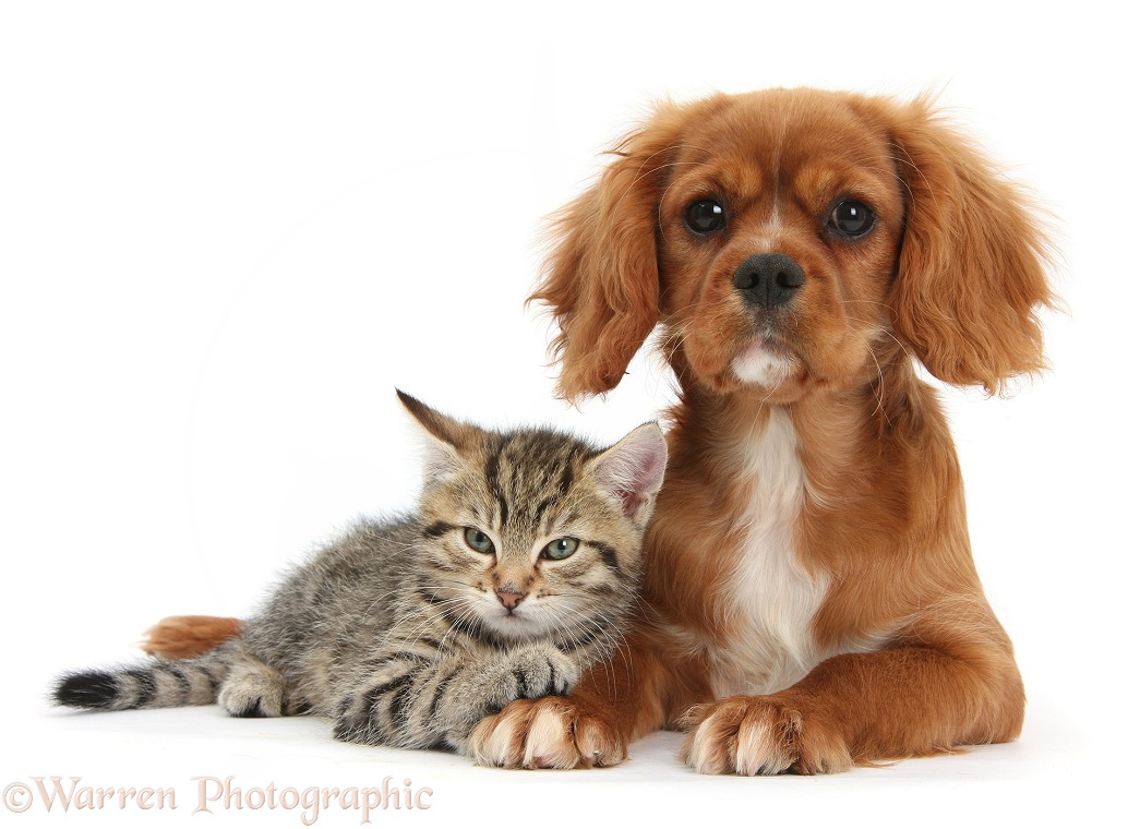 Tabby kitten, Stanley, 8 weeks old, relaxing with Ruby Cavalier King Charles Spaniel bitch, Star, white background