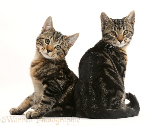 Tabby cats, Picasso and Smudge, 3 months old, relaxing together, white background